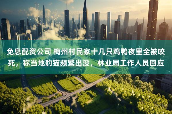 免息配资公司 梅州村民家十几只鸡鸭夜里全被咬死，称当地豹猫频繁出没，林业局工作人员回应